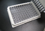 LOX-1 ELISA Kit